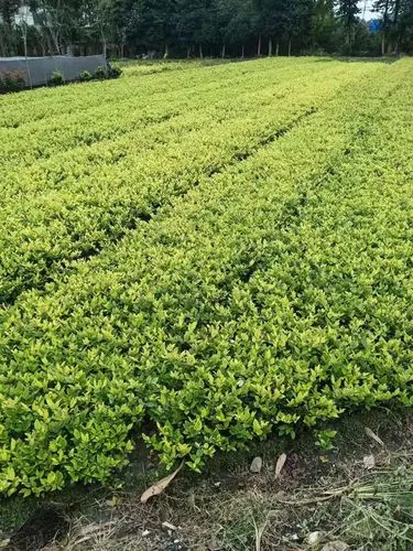 常州城市绿化养护技术规范及等级标准