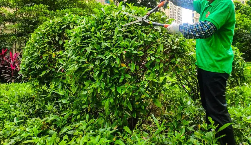 城市不透水面的生态影响与解决措施